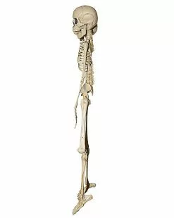 20 Inch Two-Headed Skeleton -Halloween Store 01344241 c