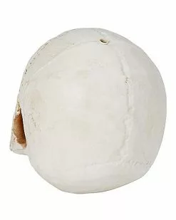 Jawless Skull -Halloween Store 01475961 c