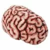 Brain Prop 2 Brain Prop -Halloween Store 01588334 a