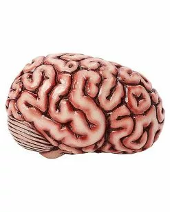 Brain Prop -Halloween Store 01588334 c